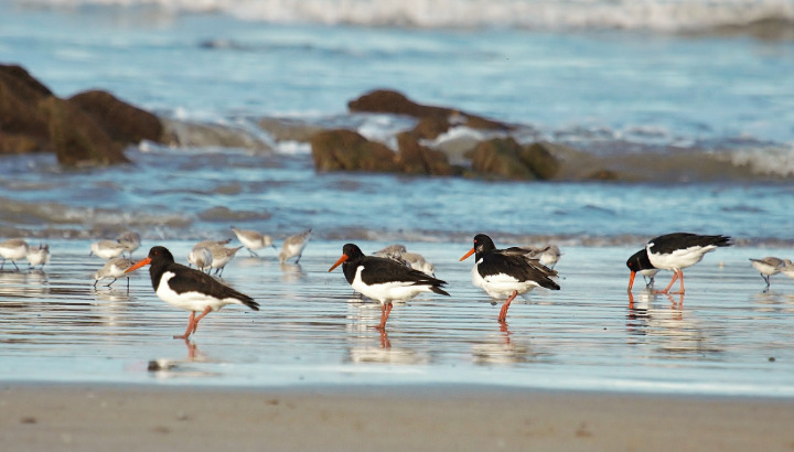 Découverte de la biodiversité du littoral